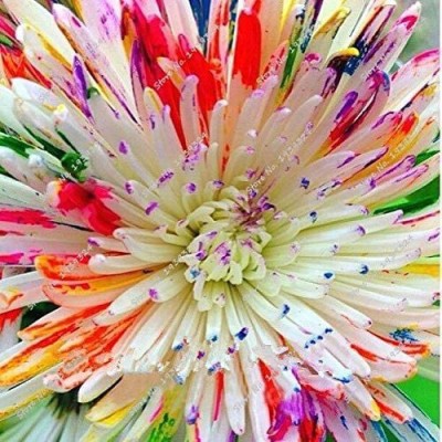 CYBEXIS Mix Rainbow Daisy Seeds,Chrysanthemum Seeds,Rare Flower Seeds Seed(25 per packet)