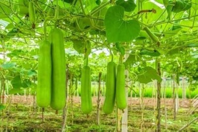 AloGardening Bottle Gourd For Your Home Garden (10GM Seeds) AGB0z12 Seed(10 g)