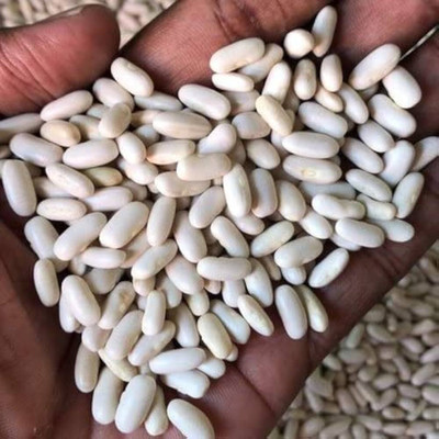 BJUBAS Runner Beans Hybird Seeds Pack of 16 Seed(16 per packet)