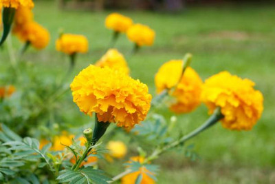 Hanumakkhya marigold/gende ka phool flower seeds Seed(75 per packet)