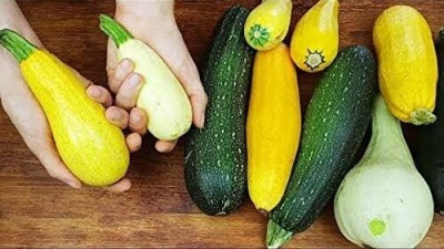 Qualtivate ICRA-3A Zucchini Courgette Squash Summer Mix Seed(30 per packet)