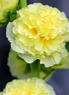 KANAYA Hollyhock (Hybrid) Seeds With Free Germination Potting Soil Mix Seed(10 per packet)