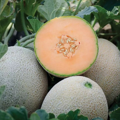Avysa Muskmelon Sweet Melon Seed(100 per packet)
