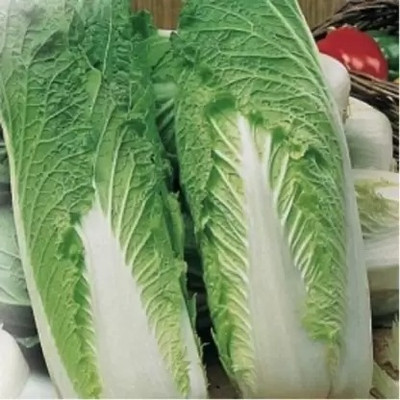 MAA Chinese Cabbage, Napa Seed(40 per packet)