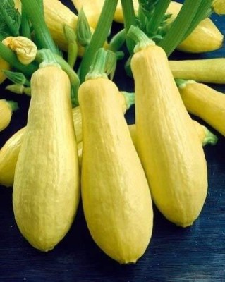 Qualtivate PUA5-A Zucchini Yellow Vegetable Seeds Seed(30 per packet)