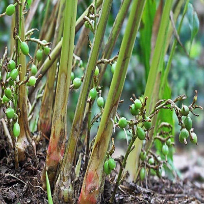CYBEXIS XLL-86 - Cardamom Elachi Yallaki Veldode Ealakai - (60 Seeds) Seed(60 per packet)