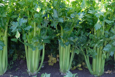 CYBEXIS GBPUT-95 - Celery Utah Tall - (2250 Seeds) Seed(2250 per packet)