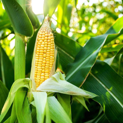 CYBEXIS VVI-72 - Golden X Bantom Corn - (2250 Seeds) Seed(2250 per packet)