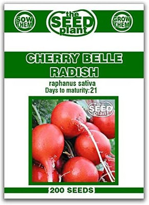 Qualtivate ICRA-1A Cherry Belle Radish Seeds Seed(300 per packet)