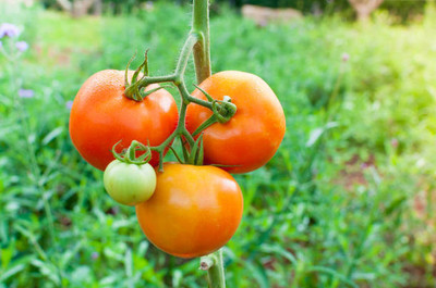 Kishori Creation tomato Seed(120 per packet)