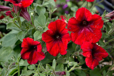 WHADE Red Petunia Flower Seed(150 per packet)