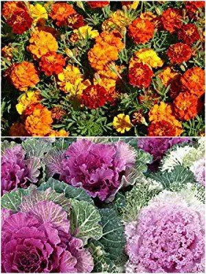 MAA French Marigold Seed(145 per packet)