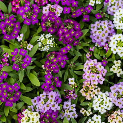 Biosnyg Alyssum Wonderland Series Flower :Mulberry Mix -[50 Seeds] Seed(50 per packet)