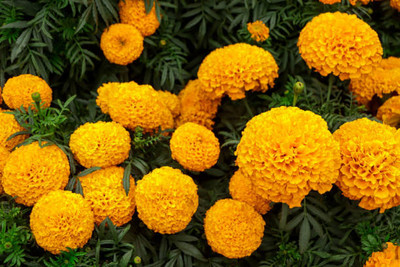Modinity marigold/gende ka phool flower seeds Seed(75 per packet)