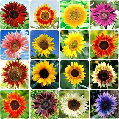 Crapulous Sunflower Seeds for Planting | Heirloom Non-GMO | 15 Varieties Mix | Bulk Pack Seed(15 per packet)
