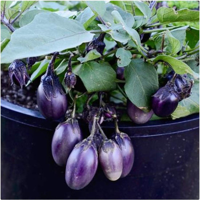 Biosnyg Abundant Yield Brinjal 'Patio Baby' ( Seeds) Seed(5000 per packet)