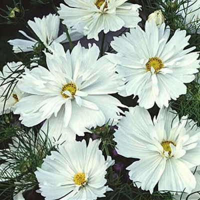 CEZIUS Flower for Garden Cosmos Phyche Seed(25 per packet)