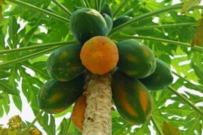 Aywal Hybrid Papaya Taiwan Seed(400 per packet)
