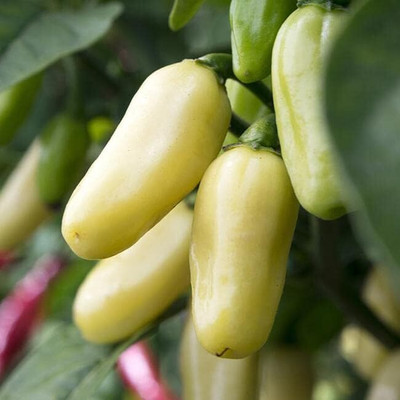 Biosnyg Easy to Grow White Habanero Hot Pepper Seeds For Gardening-(2000 Seeds) Seed(2000 per packet)
