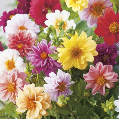 Aywal Dahlia Double Figaro Mix Seed(40 per packet)