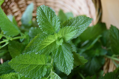 VibeX ® LXI-505 Peppermint (Mentha x Piperita) Seed(200 per packet)