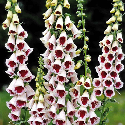 CYBEXIS Foxglove, Pam's Choice400 Seeds Seed(400 per packet)