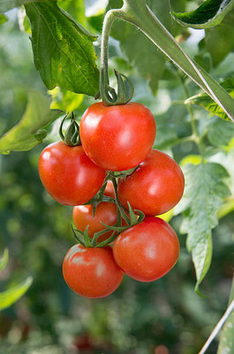 SM Exports tomato Seed(120 per packet)