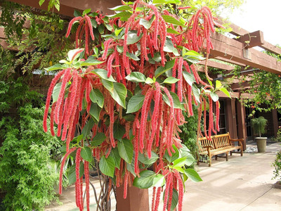 Epazo Amaranthus Mixed Color Flower Seeds For All Season Seed(28 per packet)