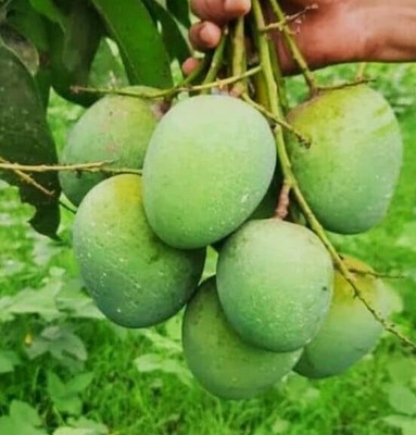 Cloud Farm Spacial veraity Sweet & Tesy Food Himsaagar mango FruitTree Grafted Seed(1 per packet)