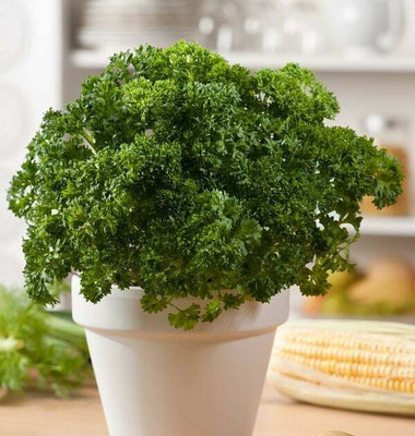 Quentova Curly Parsley-SWAT-3F Seed(100 per packet)