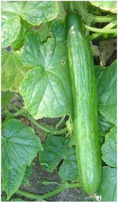 CYBEXIS Greenhouse Cucumber Finest Seeds2000 Seeds Seed(2000 per packet)