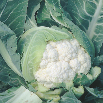 Quentova Cauliflower Moby-6T-XLR Seed(250 per packet)
