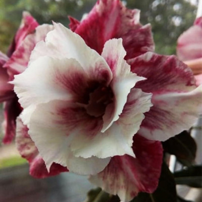 CRGO ADENIUM Seed(60 per packet)