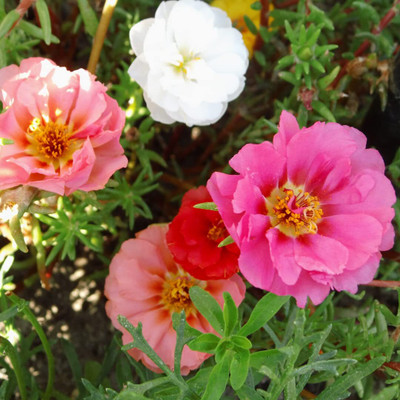 Aywal Portulaca (Mixed), 10 O Clock Seed(80 per packet)