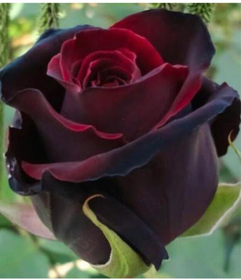greenfarm NXC- Fragrant Rose Flower Seeds/ Gulab Seeds / 70 X Seeds , TRE16 Seed(70 per packet)