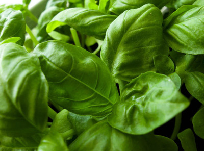 XEFRA Basil Herb Seeds- Italian Large Leaf Seed(100 per packet)