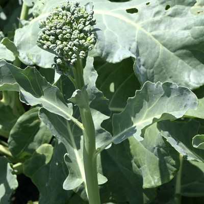 WILLVINE NKR -XI Hybrid Broccoli Raab Seeds (Spring Rapini) [5g] Seed(1500 per packet)
