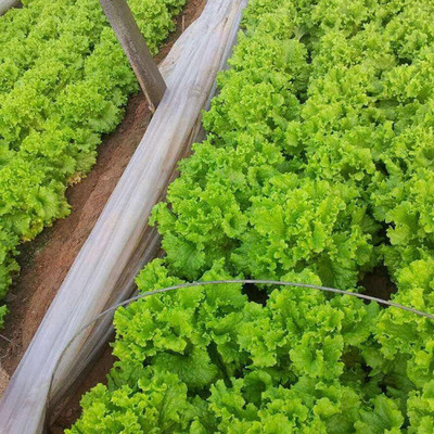 KNESSiN Large Loose Leaf Lettuce Seed(200 per packet)