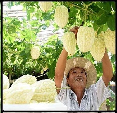 WILLVINE NDIR-399 Hybrid Bitter Gourd White Long High Yield Seed(50 per packet)