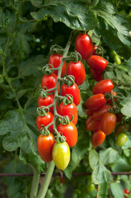 XOLDAA tomato Seed(105 per packet)