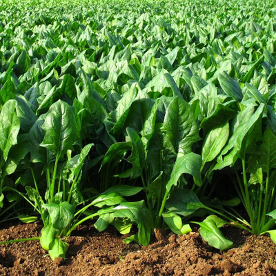 DROXTY PALAK Seed(2000 per packet)