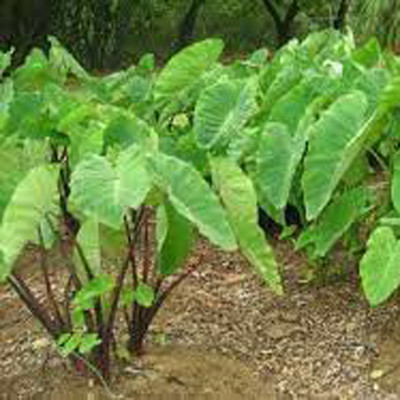 SREE Taro Root,Kachu Root Seed(5 per packet)