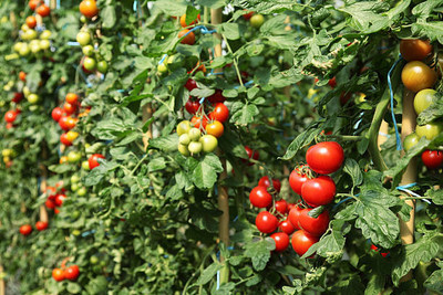 Seedshub tomato Seed(120 per packet)