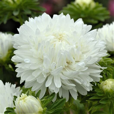 Aywal Aster Seed(50 per packet)