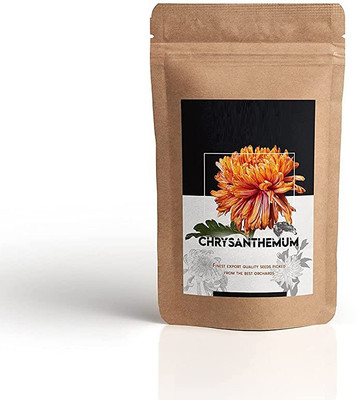 CYBEXIS Chrysanthemum (Guldaudi) Flower Seeds Seed(25 per packet)