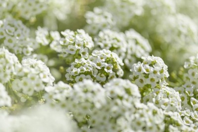 VINGTON Sweet Alyssum White Flowers - Lobularia Maritima Seed(50 per packet)