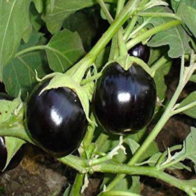 LPR BAGAN Seed(300 per packet)