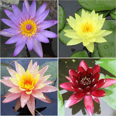 VibeX LXI-56 - Lotus White / Pink - (30 Seeds) Seed(30 per packet)