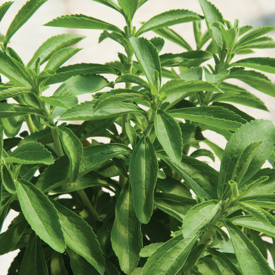 Quentova Organic | Sugarleaf Stevia Herb Plant-RXI-11D Seed(100 per packet)