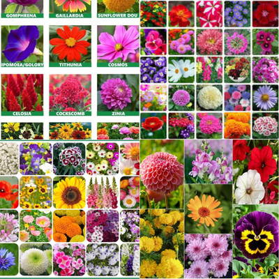 ibains All use combo flower seeds biij 202 Seed(202 per packet)